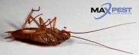 Cockroach Pest Control Melbourne image 3